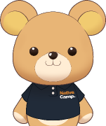 teddy